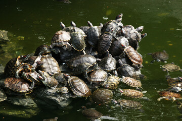 close up of a lot of tortoises