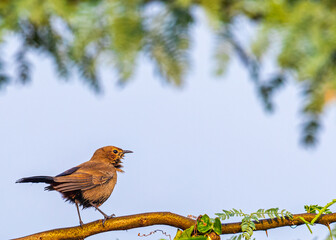 Brown Rock chat sitting on a tree