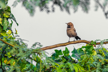 Brown Rock Chat perching on a tree