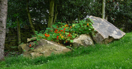 Group of Nasturtium sprawling over a rock pile