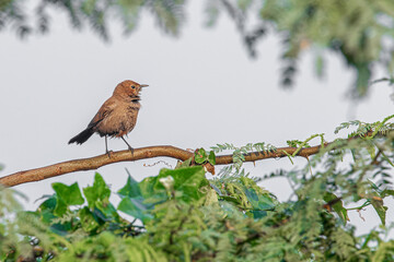 Brown Rock Chat in habitat