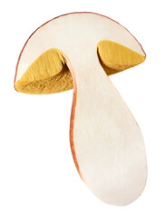 Boletus edulis or cep mushrooms isolated on white background