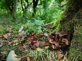 Unidentified Toadstools growing on the trunk of a dead silver birch
