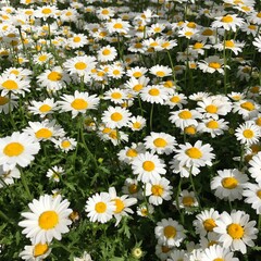 満開の白い花　マーガレット