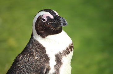 penguin portrait
