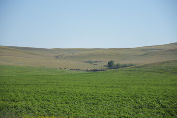 Fototapeta na wymiar Agricultural field under light blue clear sky