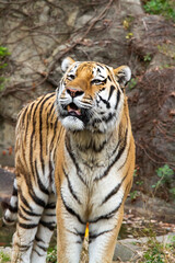 アムールトラ　寅年　干支　トラ　虎