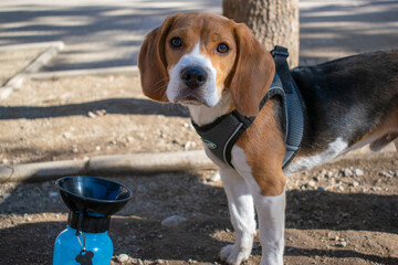 Little dog looking