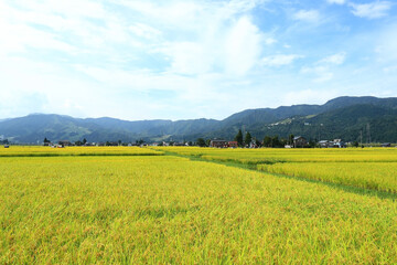 Fototapeta premium 収穫期を迎え黄金色に色づいた水田風景