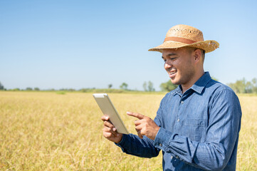 Owner of farmer checking quality the field of rice on tablet.