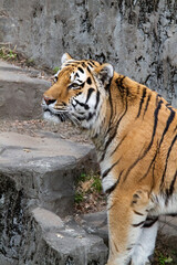 アムールトラ　寅年　干支　トラ　虎