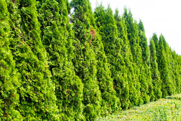 Diveevo, Russia. June 12, 2021. Green wall of thuja standing in a row.
