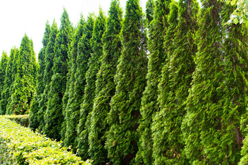 Diveevo, Russia. June 12, 2021. Green wall of thuja standing in a row.