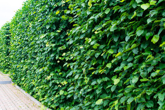 Diveevo, Russia. June 12, 2021. Green Wall  Standing In A Row.