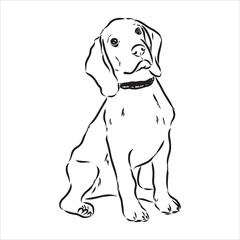 Outlined Beagle dog head. Vector illustration beagle dog is a simple vector sketch illustration