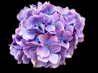 PURPLE HYDRANGEA with black screen