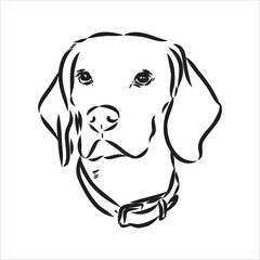 Outlined Beagle dog head. Vector illustration beagle dog is a simple vector sketch illustration