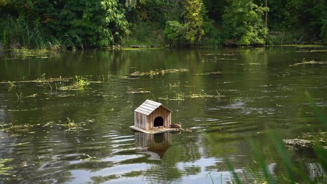 Mallard (wild duck) sits near his small house, swinging on river waves. The river bank overgrown with trees is visible.