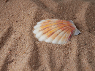 Fototapeta na wymiar top view of sandy background with dunes and various seashells