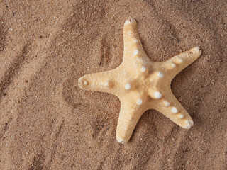 top view of sandy background with dunes and various seashells