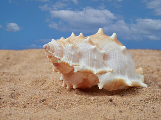Fototapeta na wymiar Shell on the sand on the beach and the blue sky