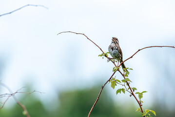 song sparrow singing on a thin branch