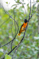 baltimore oriole on a branch with a worm in its mouth