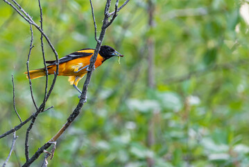 baltimore oriole on a branch with a worm in its mouth