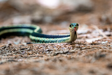 garter snake on the ground with its tongue out
