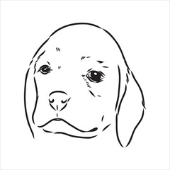 Outlined Beagle dog head. Vector illustration beagle dog is a simple vector sketch illustration