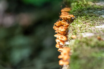 little orange fungi growing on the side of a mossy boardwalk