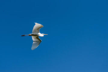 Great egret flying through clear blue sky