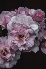 pink roses 