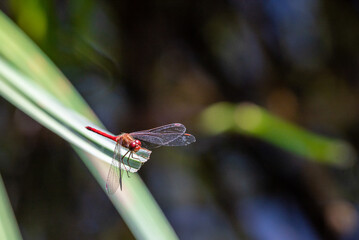 small red dragonfly at the end of a blade fo grass - Powered by Adobe