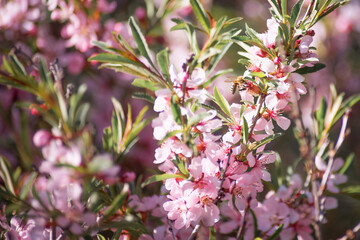 spring pink flowers with a small bee. macro photo