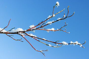 A snowy shrub in the winter