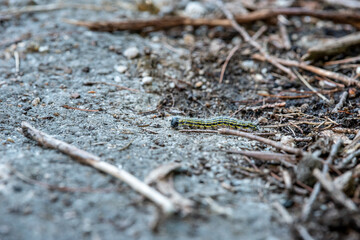 caterpillar crawling across the ground