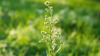 A photo of a plant called epidium virginicum.which  is a Brassicaceae plant and is a weed that grows in vacant lots and along roadsides.