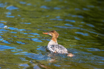 female common merganser swimming away