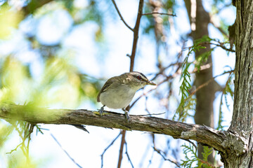 Red-eyed vireo perched on a branch
