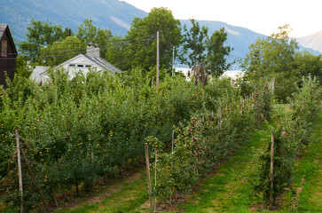 Campo de manzanos en Noruega