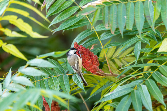 chickadee hanging and feeding from a sumac flower