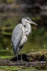 great blue heron standing on a log in a small lake