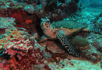 A Hawksbill turtle resting on a shallow reef Boracay Philippines
