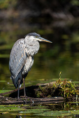 great blue heron standing on a log in a small lake