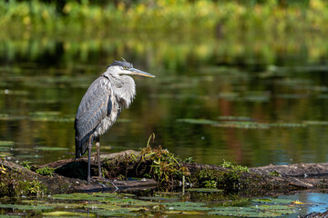 great blue heron standing on a log in a small lake