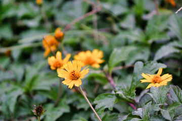 “The earth laughs in flowers.”