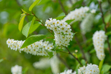 Bird cherry tree flower on spring background. Spring season. Selective focus, close up.