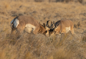 pronghorn, antelope, bucks 