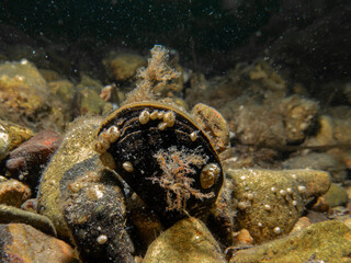 A close-up picture of a blue mussel, Mytilus edulis, in cold Northern European waters